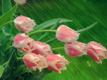 Tulips in the rain