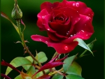 Red rose of love