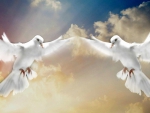 Doves Hovering