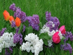 Lilacs and tulips