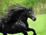 Black horse