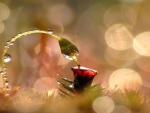 GLARE ON A DEW DROP