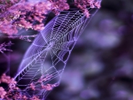 PURPLE WEB