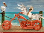 PELICAN RIDE