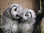 Cuddling Owls