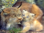Lynx Mother and Baby