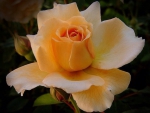 ~ Beautiful rose ~