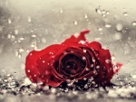 a lonely rose in the rain