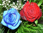 Red and Blue Roses