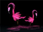 flamingos fractal