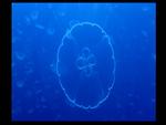 JELLY FISH