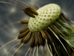 MACRO OF A DANDELION