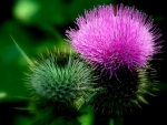 PURPLE PUFF