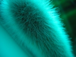 TEAL CATS TAIL