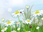 Chamomile Field