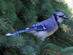 Blue Jay