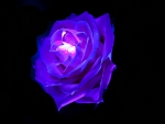 Blue Rose
