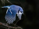 Blue Jay