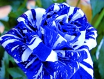 Blue and White Rose ~ For Carol