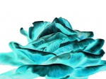 Turquoise Rose