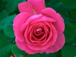 Pink Rose