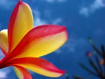 Plumeria 
