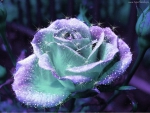 Magical Rose