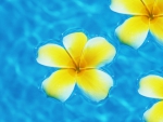 Floating Plumeria