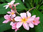 Plumeria