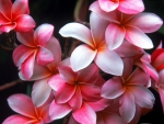Plumeria