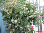 Tomatoes Hanging basket at greenhouse