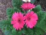 Trio Gerbera