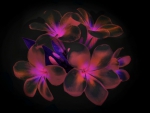 Glowing Plumeria