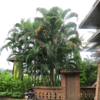 Resort in Kochi, Kerala, India