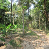 A path on a bright day