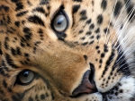 THE EYES OF A LEOPARD