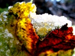 A LEAF FILLED WITH ICE