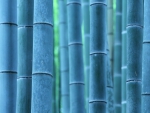 CLOSEUP OF STAND OF BAMBOO