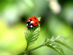 FINE LADYBUG