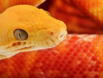 ONE BEAUTIFUL SNAKE