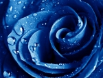 MACRO OF A BLUE ROSE