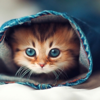 cute cat