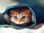 cute cat