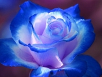 BLUE MICRO ROSES