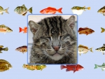 Fishing Cat