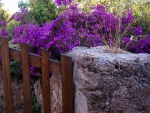 Bougainvillea