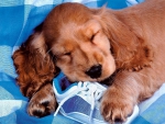 ~ sweet sleeping puppy ~