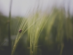FIELD GRASSES AND LADYBUG