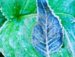 FROZEN LEAVES