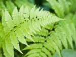A PLEATHER  OF FERNS